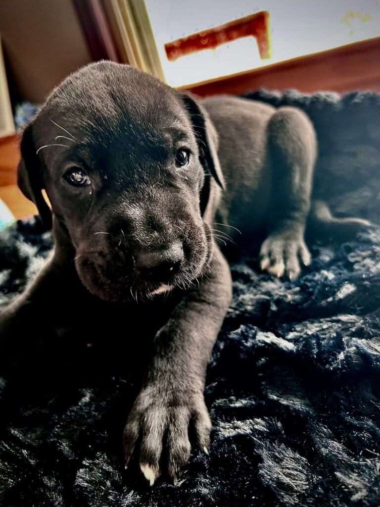 Great Dane Puppies image 3