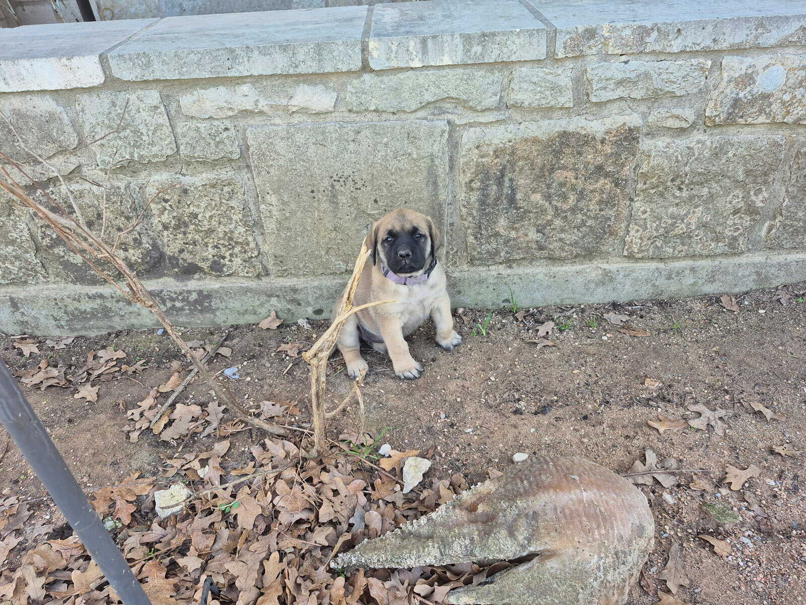 Purebred English Mastiffs for sell image 7