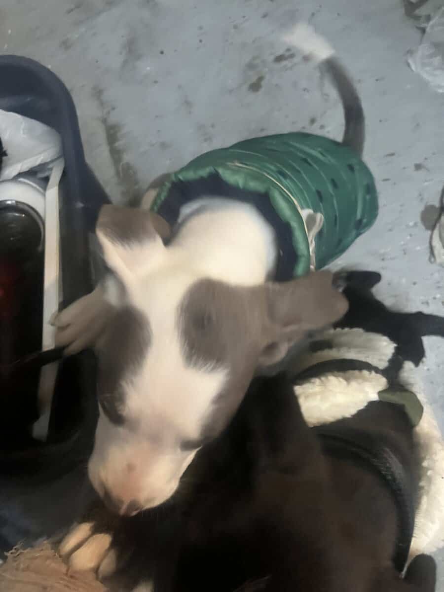 3 female putti mix puppies image 7