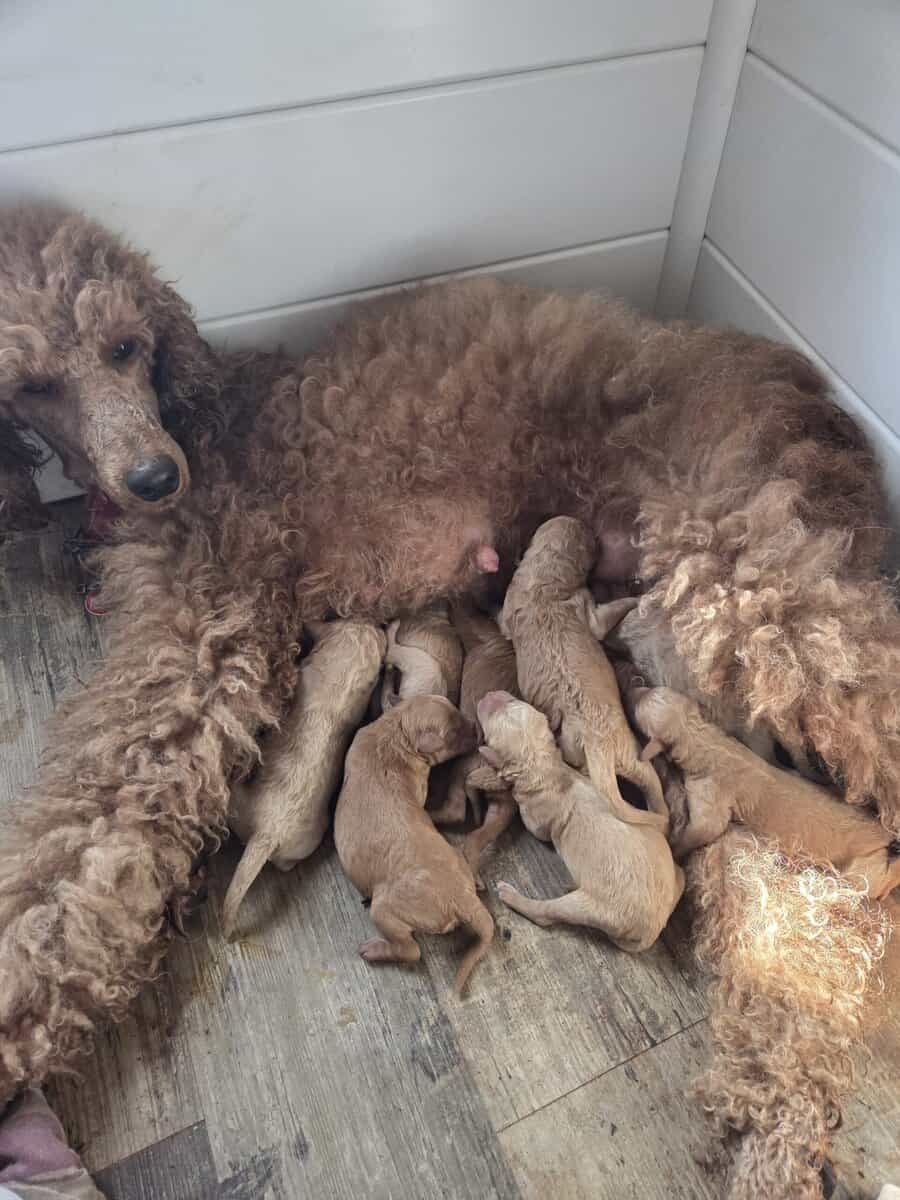 Poodle puppies image 4