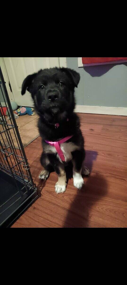 German Shepard Husky Puppies image 2