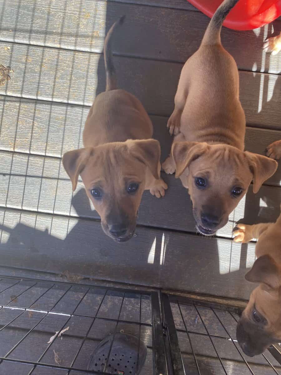 Boxer Black Mouth Cur Mix image 3