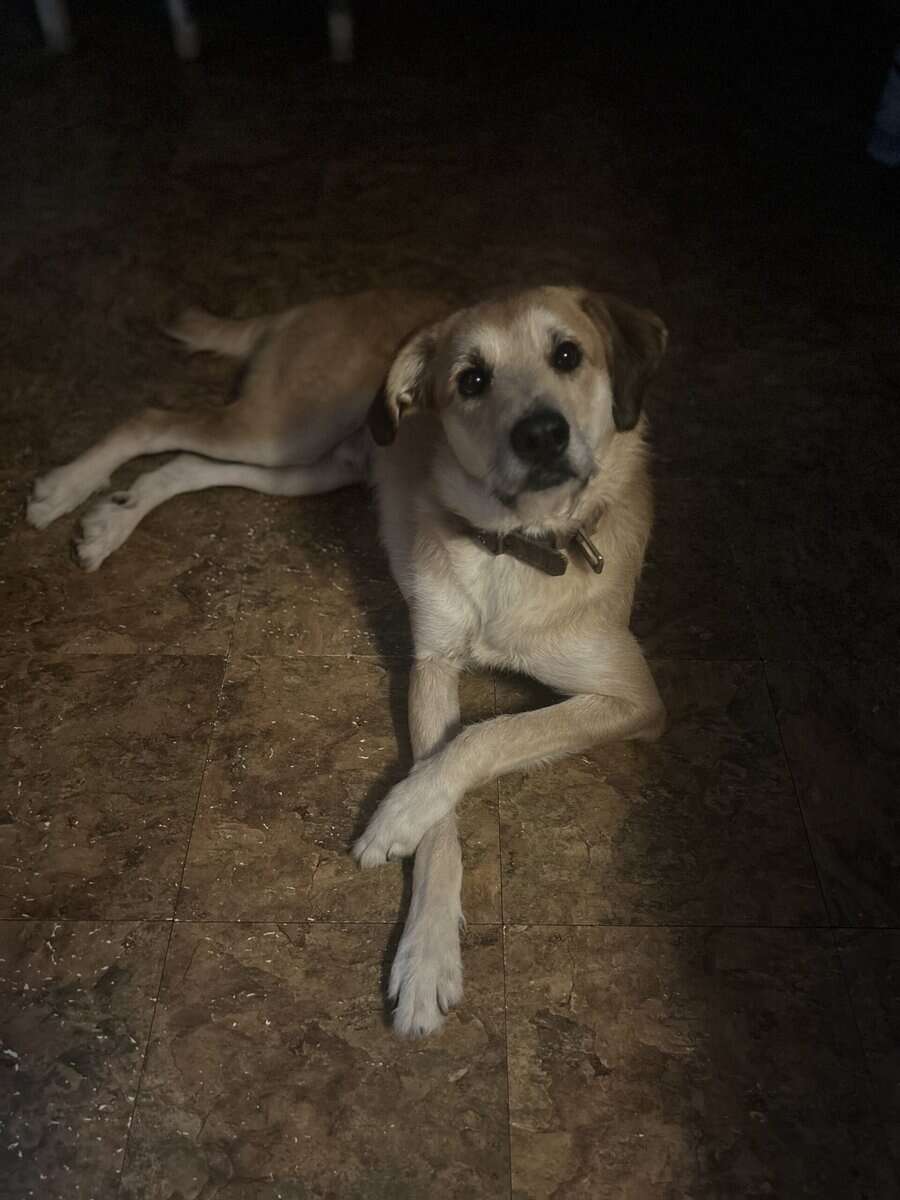 Gunner needs a great home image 3