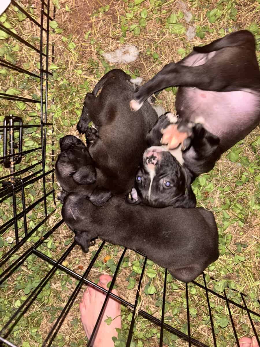 Upcoming pit puppiez image 1