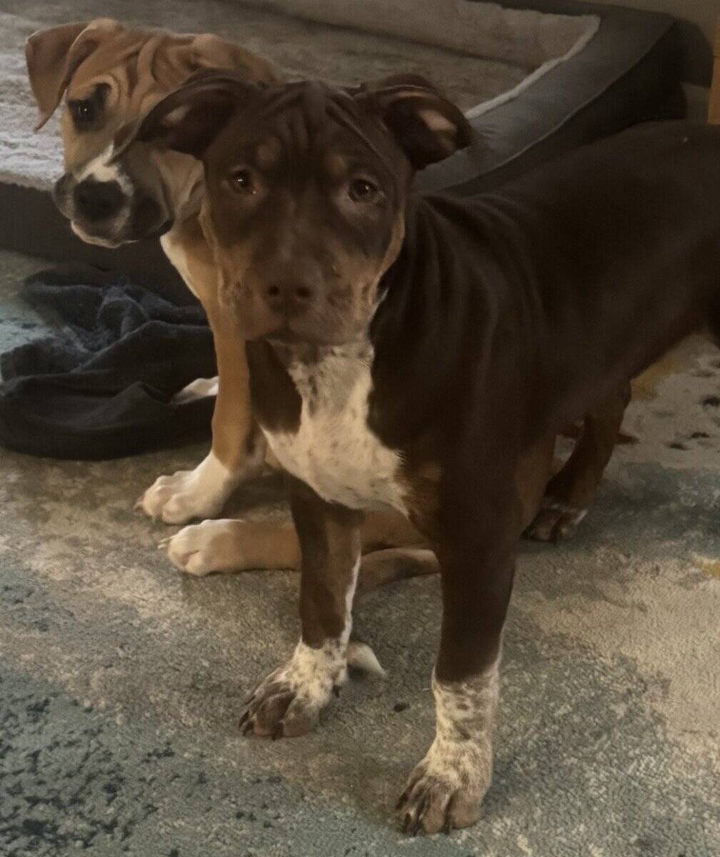 2 pit mix puppies image 5