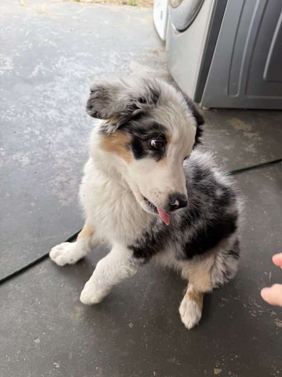 Australian Shepherd image 2