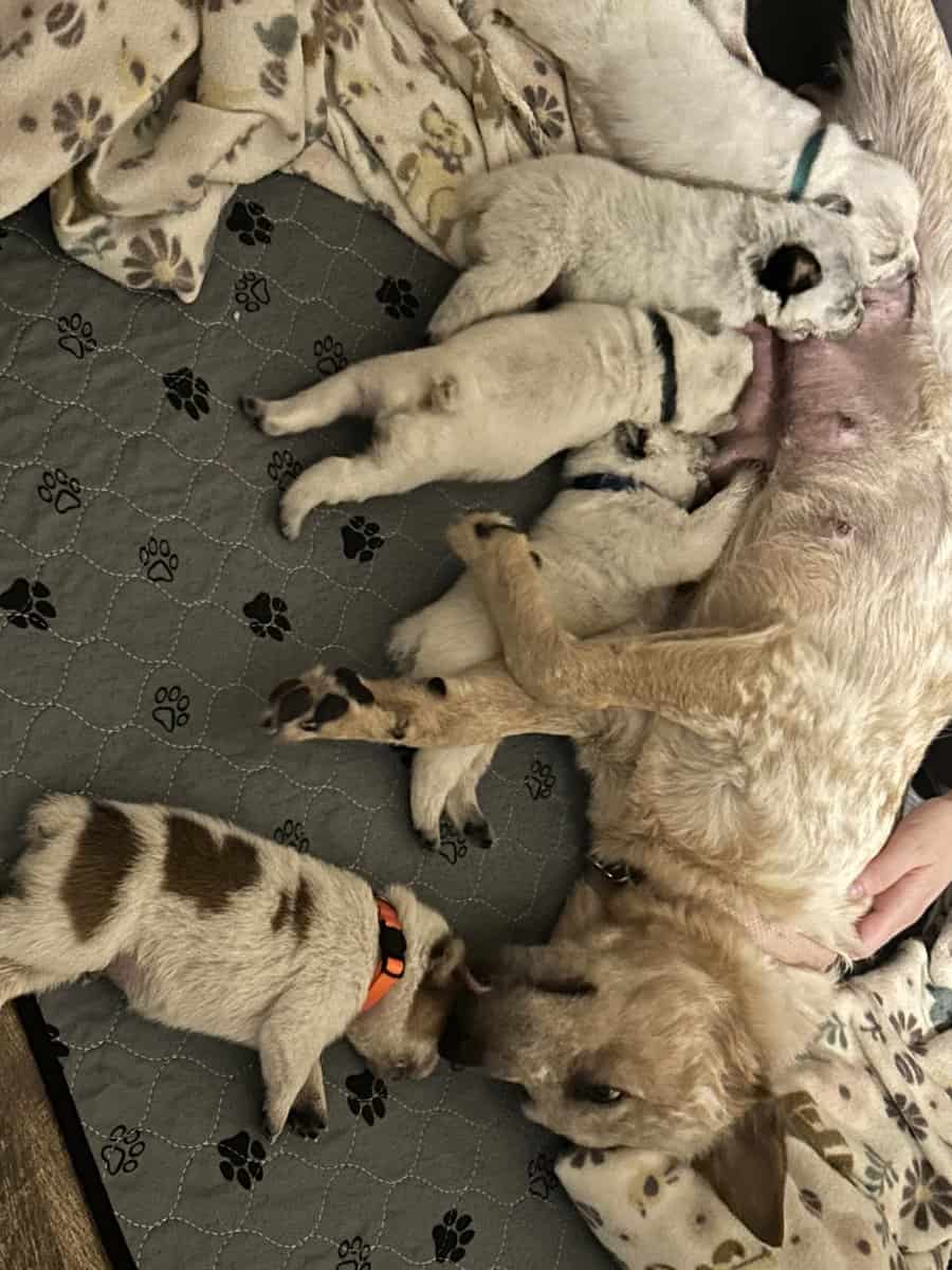Red & Blue Heeler puppies image 2