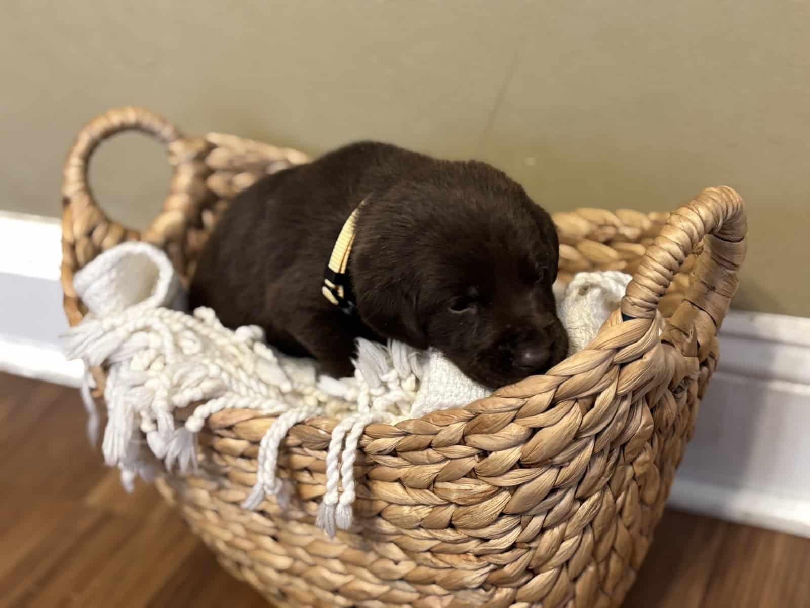 Full Breed Female Chocolate Labrador Retriever image 4