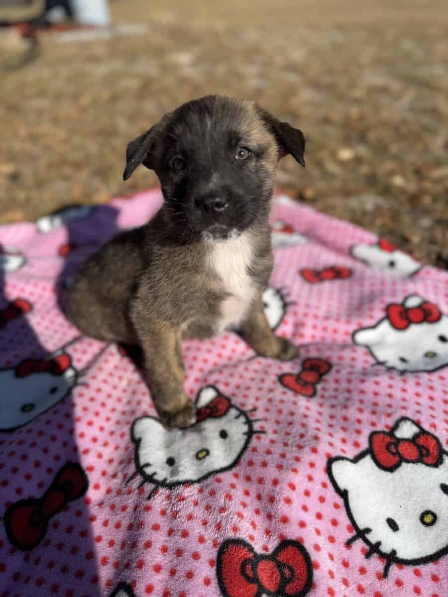 10 Anatolian Shepherd x Belgian Malinois Puppies image 3