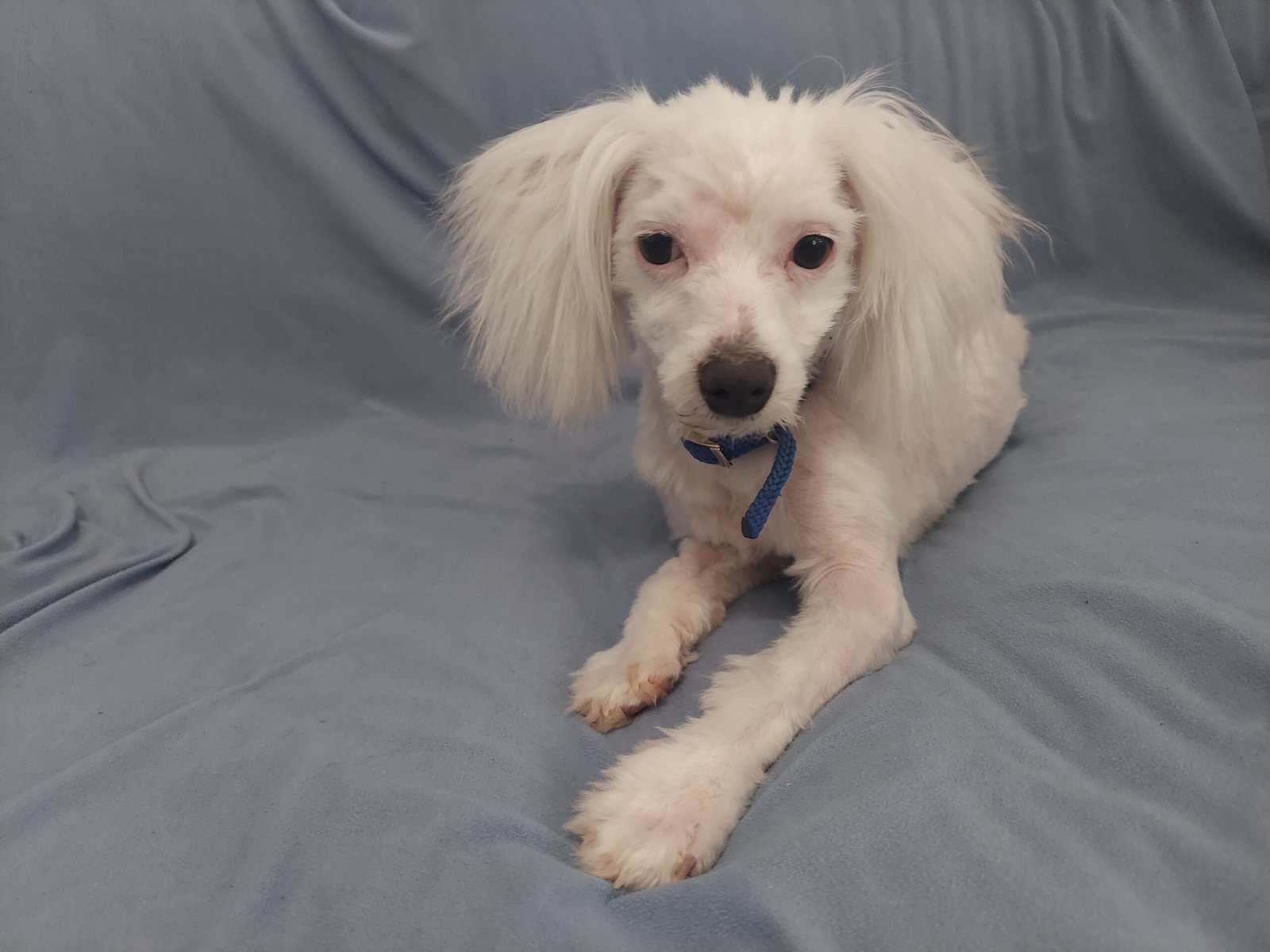 Apollo, in home raised in Michigan, non-shedding image 5