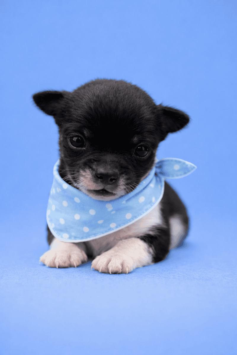 Male Chihuahua Puppies image 1