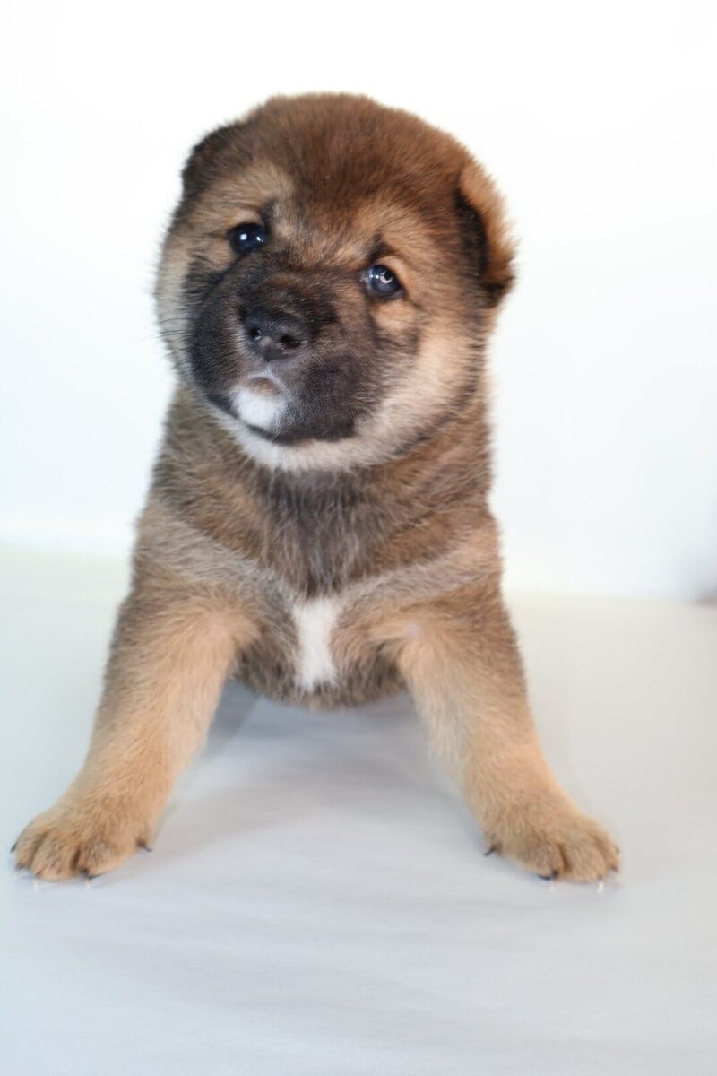 Lion King, Shiba Inu Sesame Boy image 2