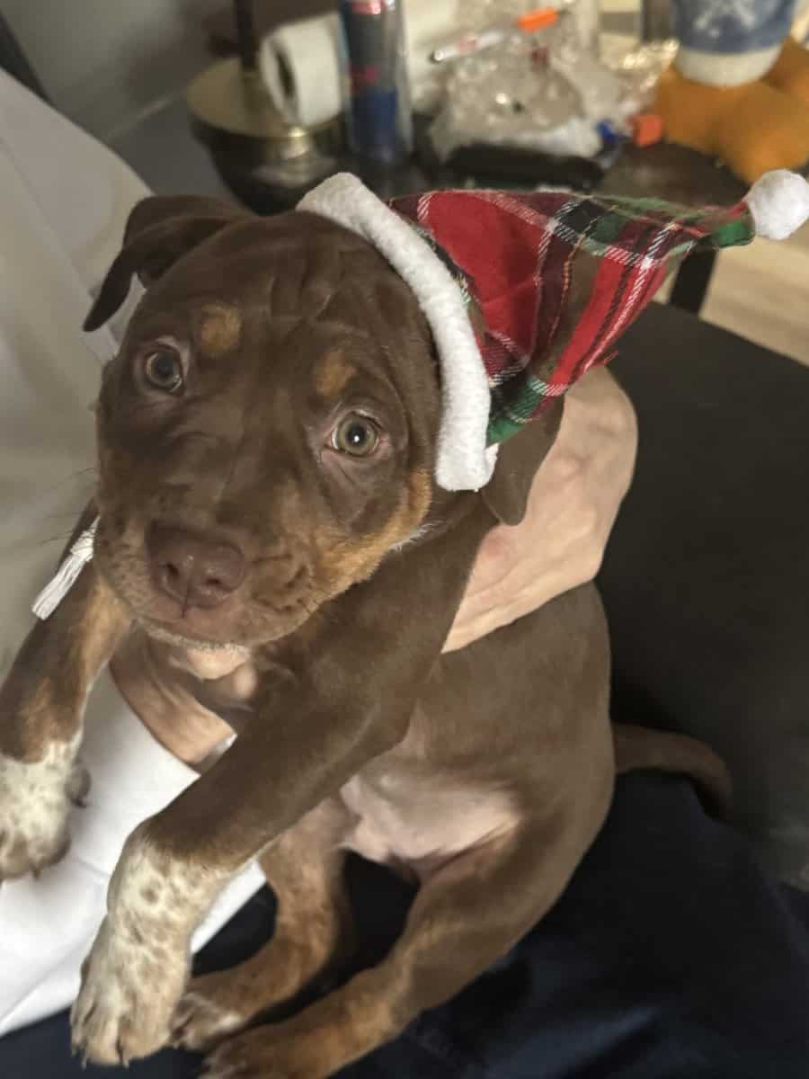 2 pit mix puppies image 3