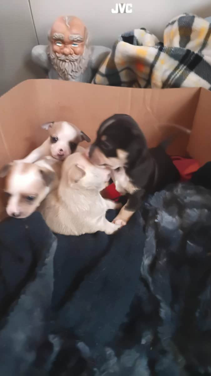 Chihuahua puppies image 9