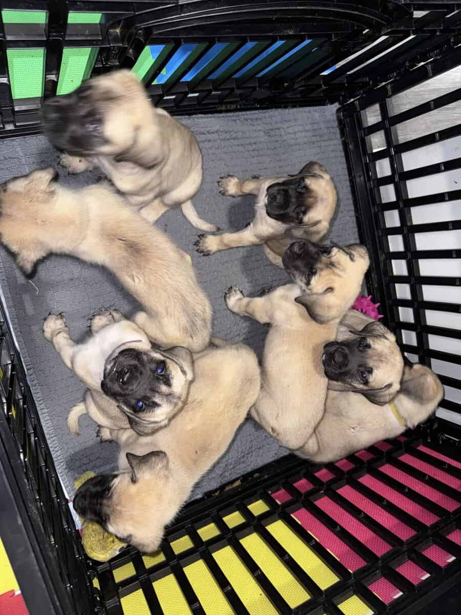 Juju and Nusters Babies! image 9