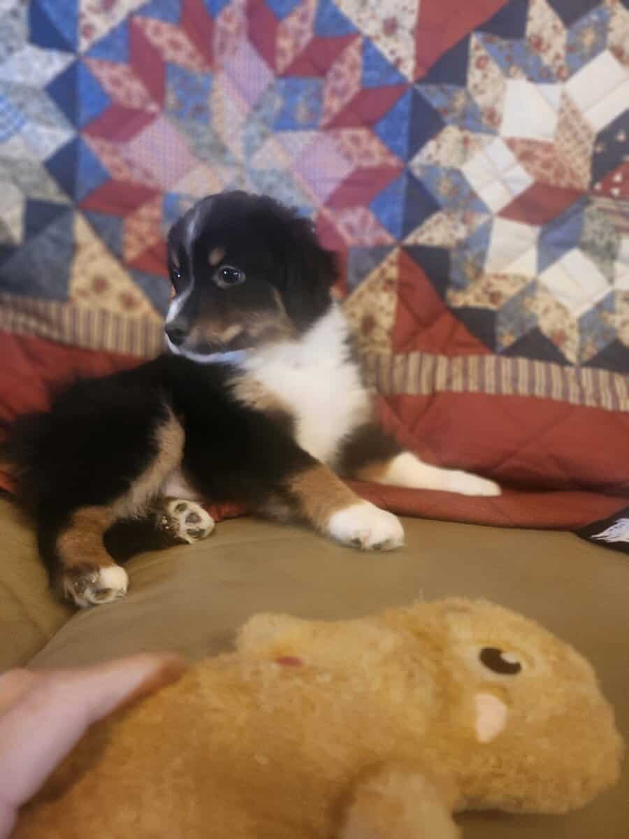 Miniature Australian Shepherd girl image 3