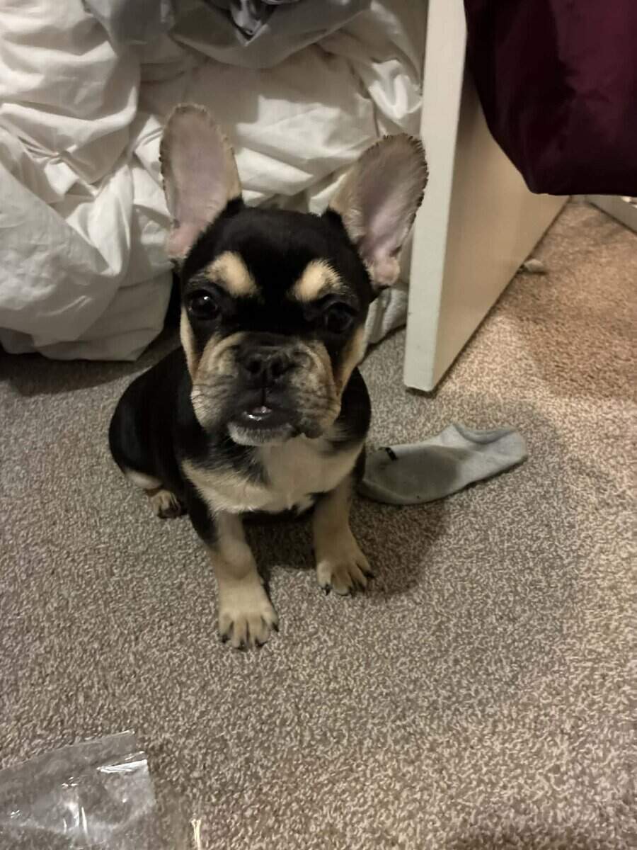 Purebred female Frenchie image 1