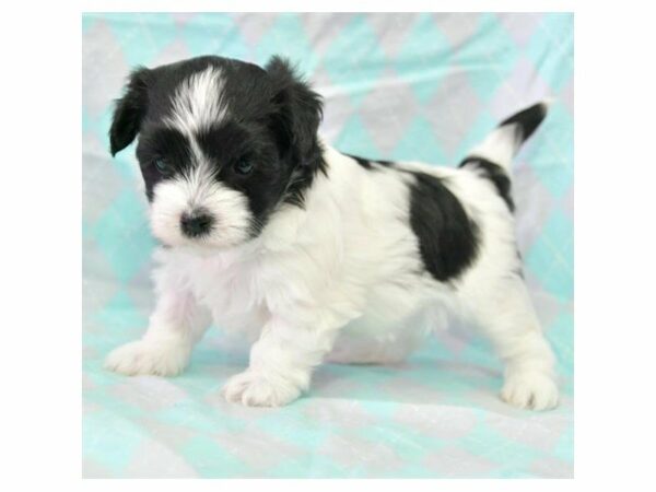 Loving puppies image 6