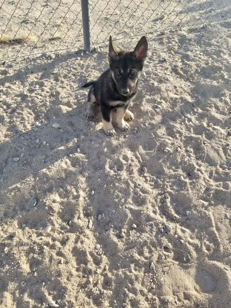German Shepherd image 4