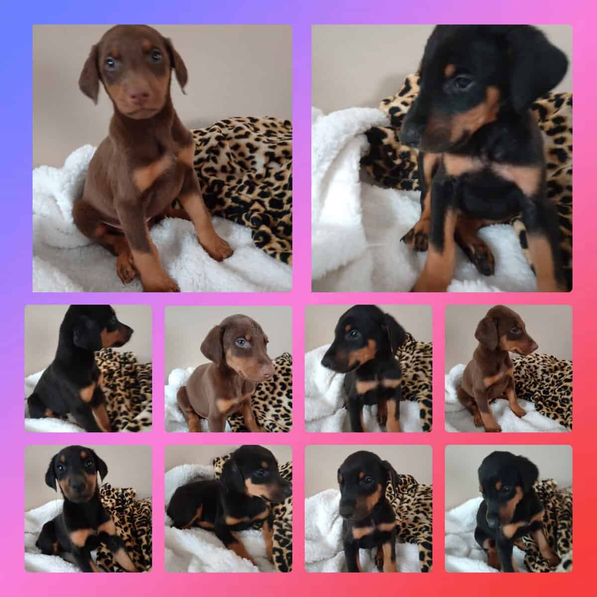 Doberman puppies for sale image 1