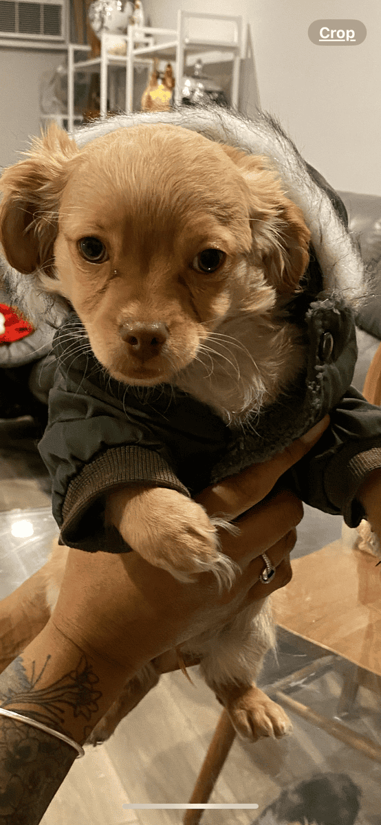 CHIPOO’s image 2