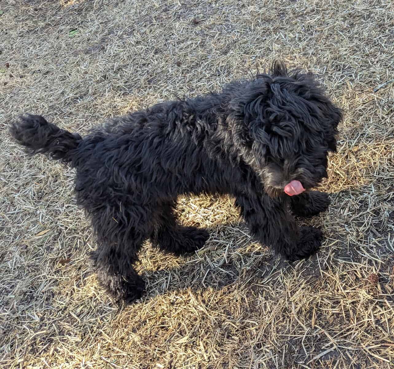 Sweet Whoodle Puppies image 10