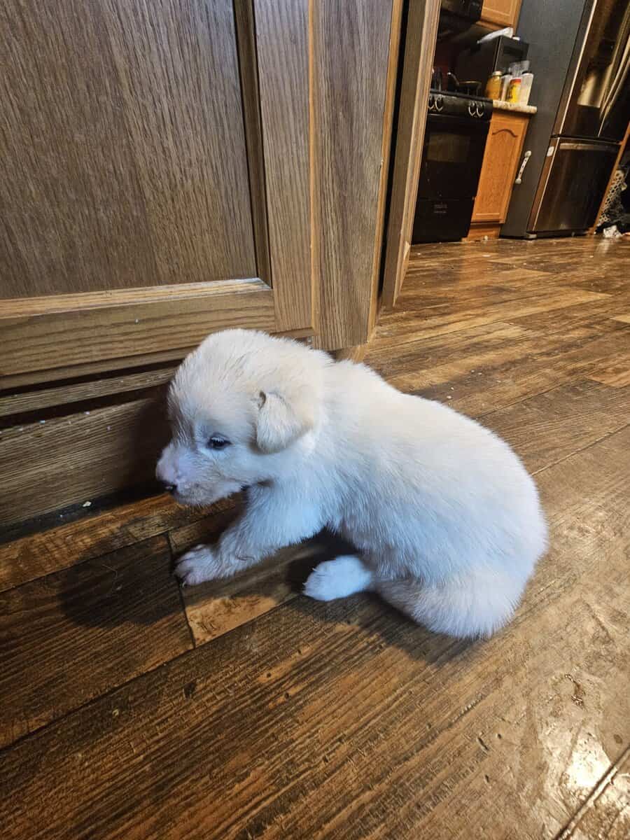 11 malamute mix puppies image 4