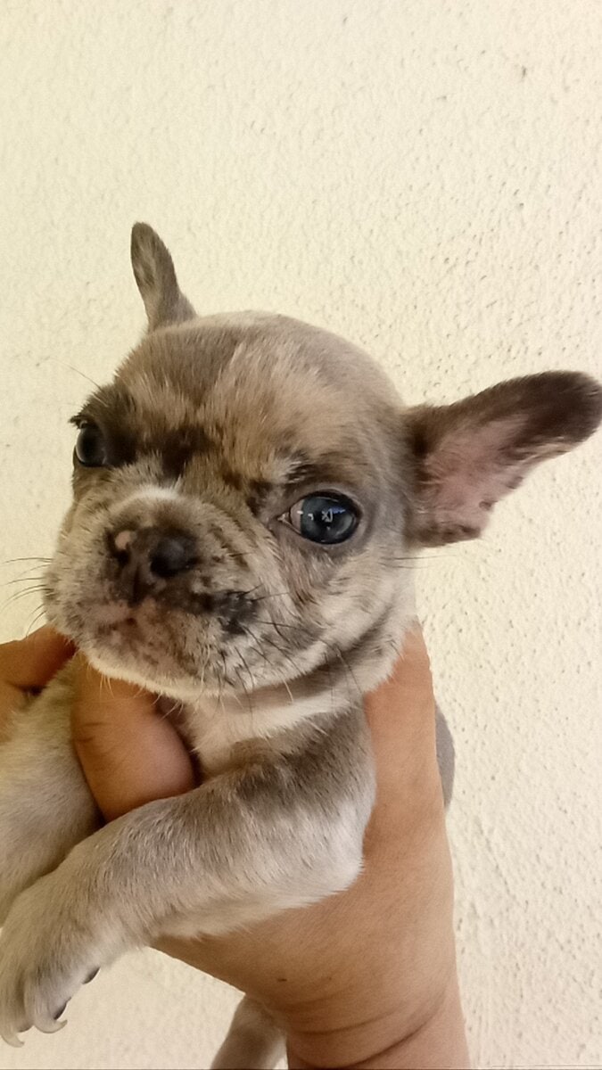 French bulldog sale image 5