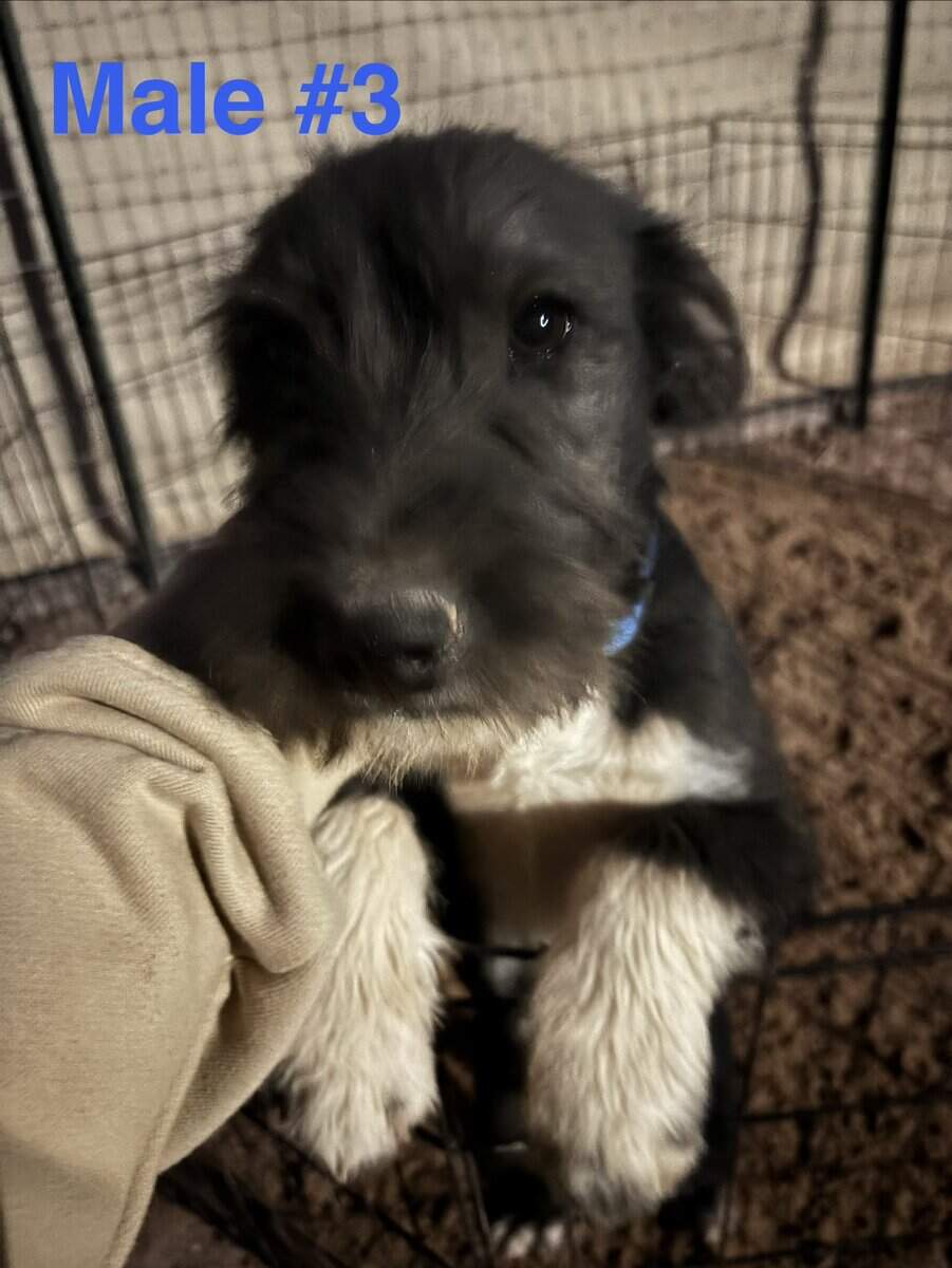 Schnauzer mix image 1