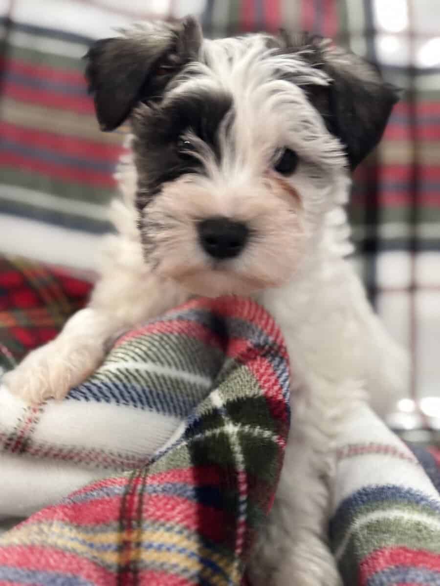 Mini Schnauzer image 8
