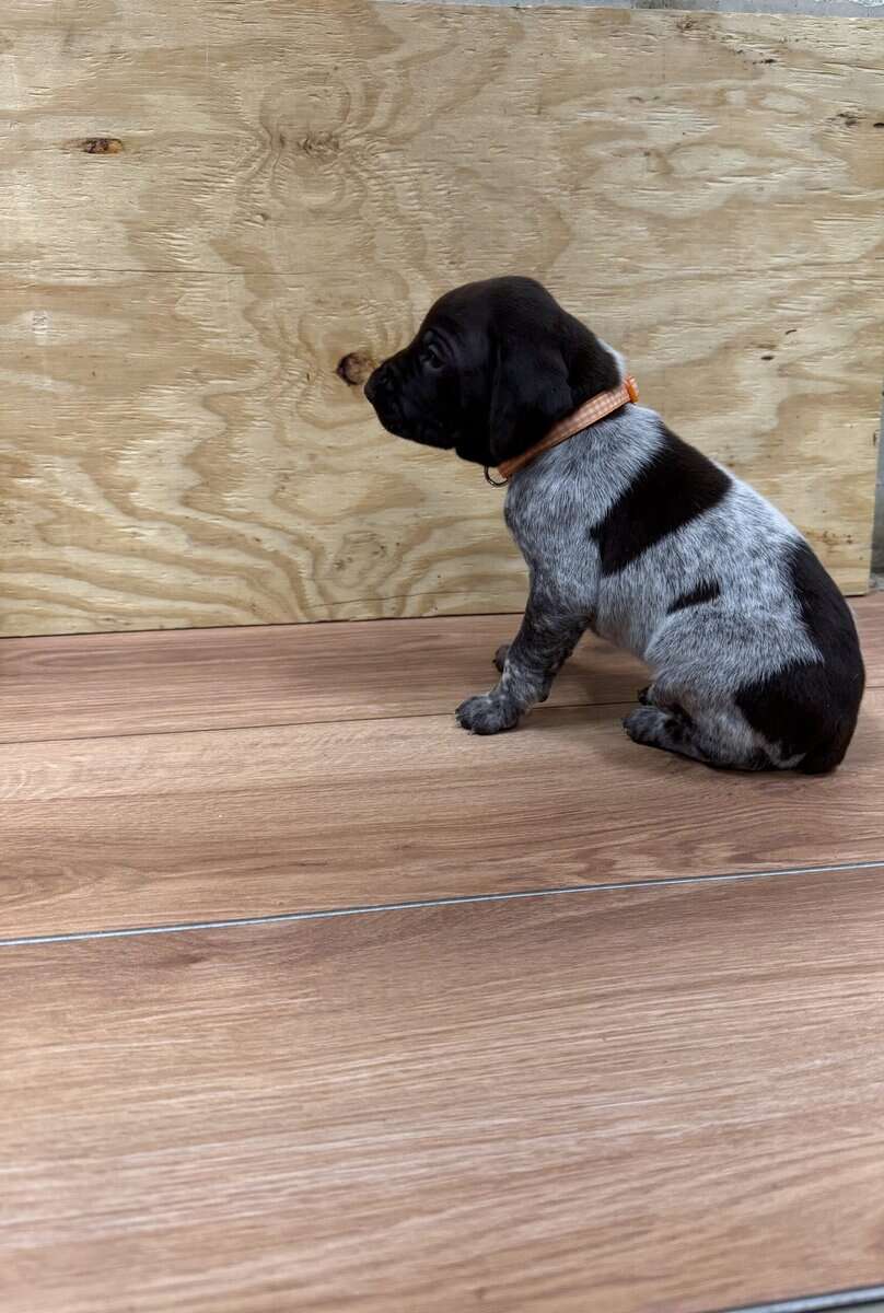 AKC Registered GSP Puppies image 2