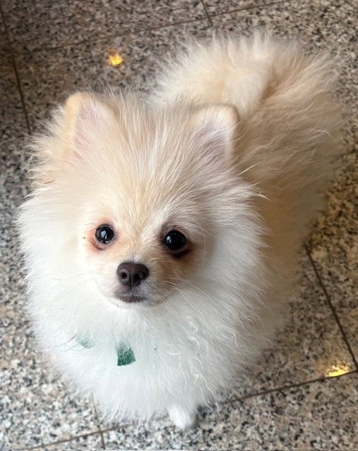 Purebred Pomeranian puppy for sale- Cheshire, CT image 2