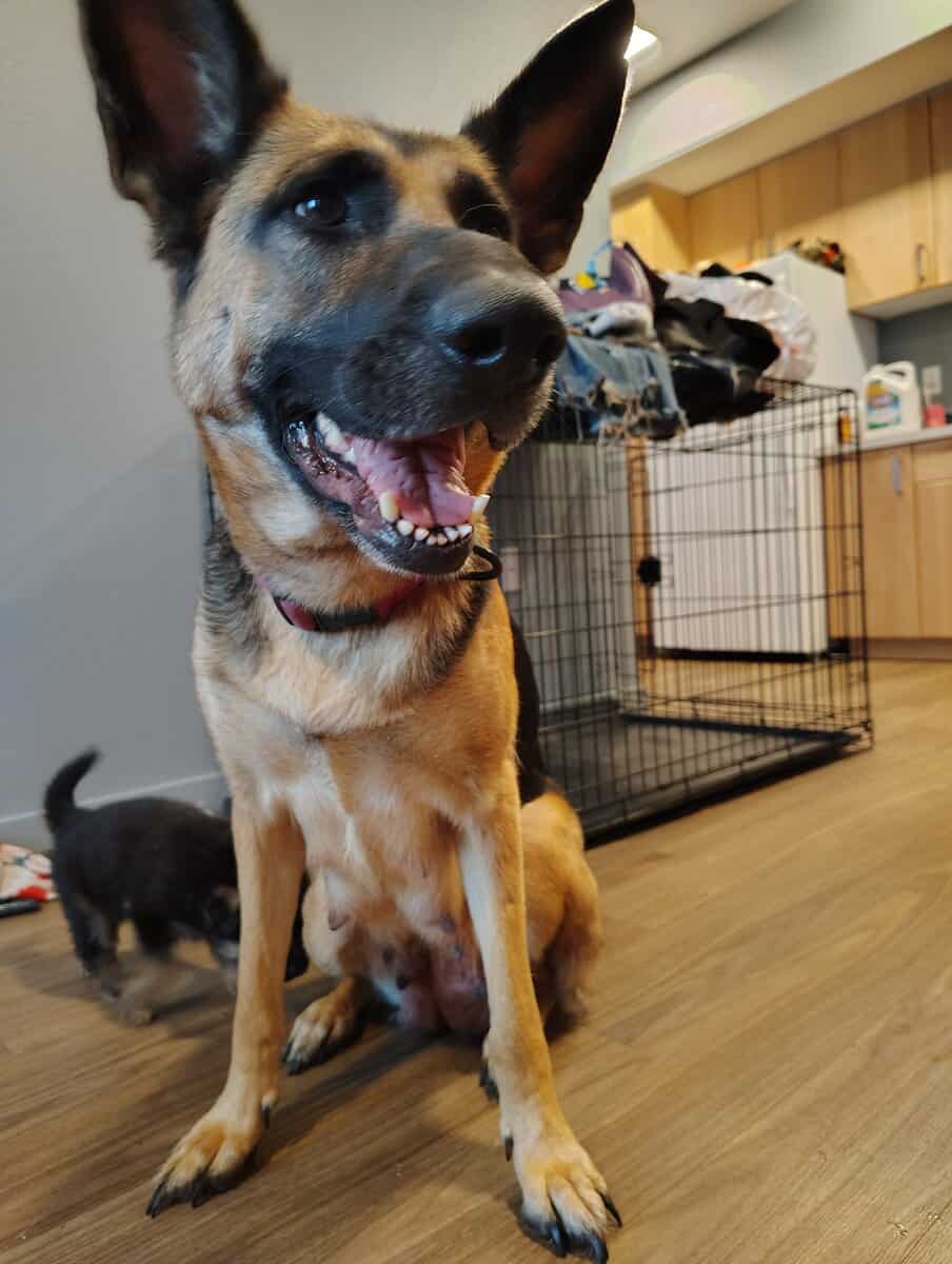 German shepherd image 2