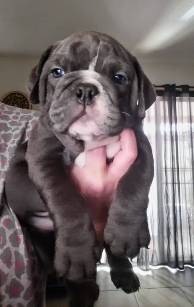 7 week male image 1