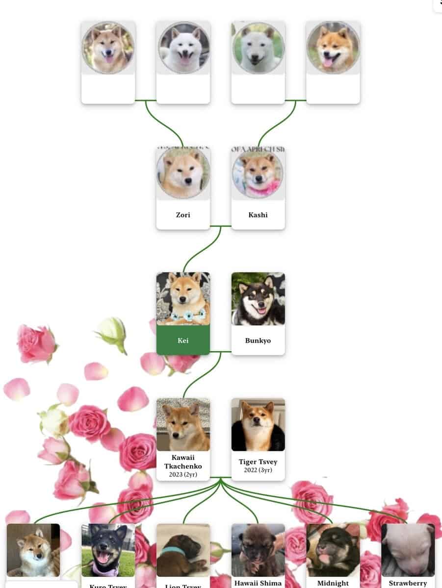 Hawaii Blossom, Sesame Shiba Inu girl image 5