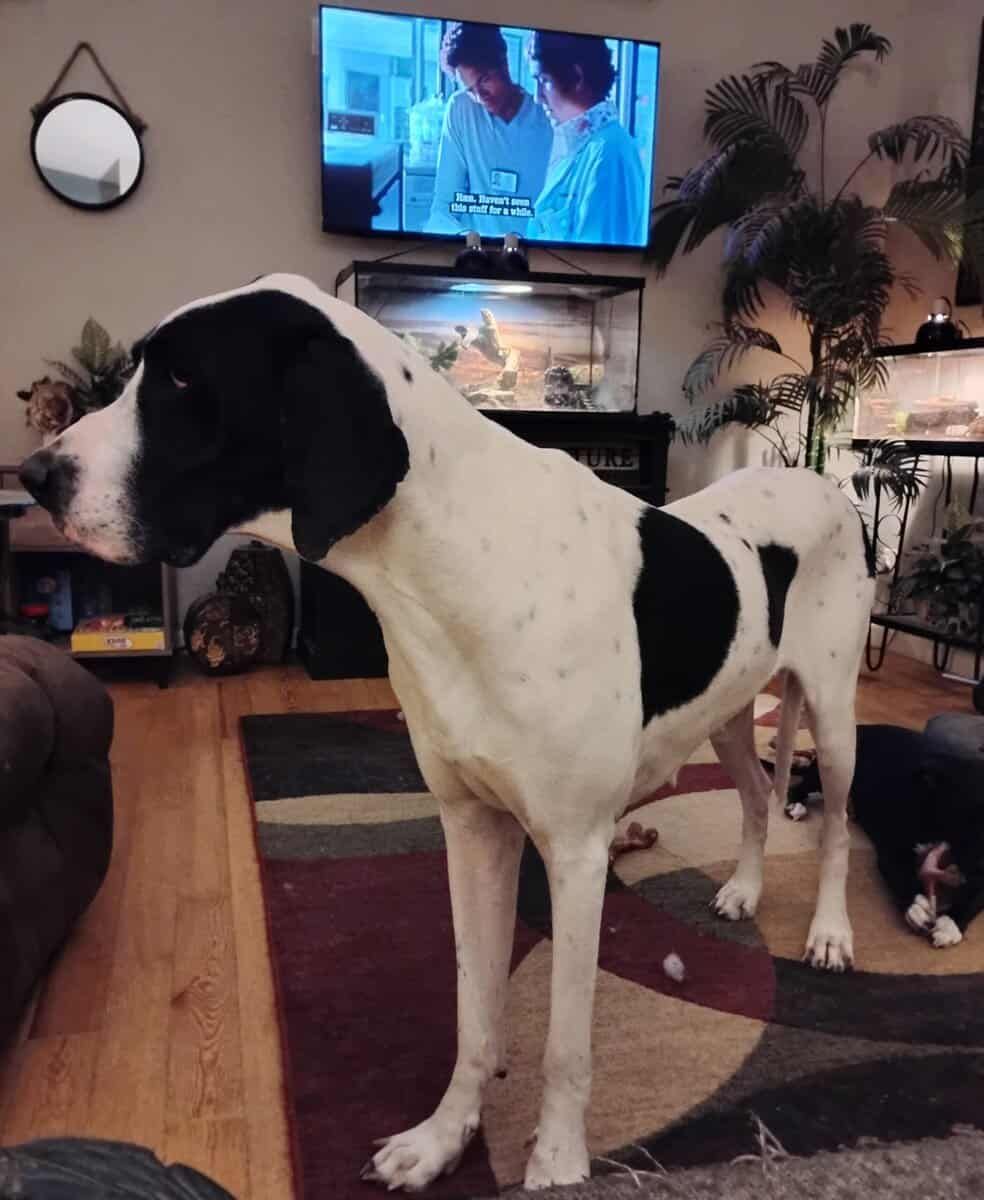 Great Dane Puppies image 3