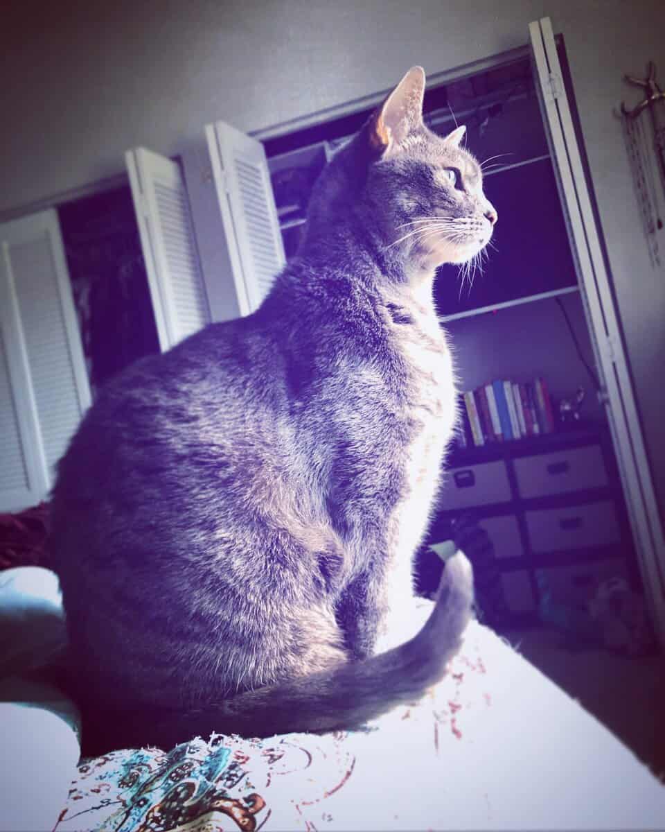 Female Grey Tabby image 2