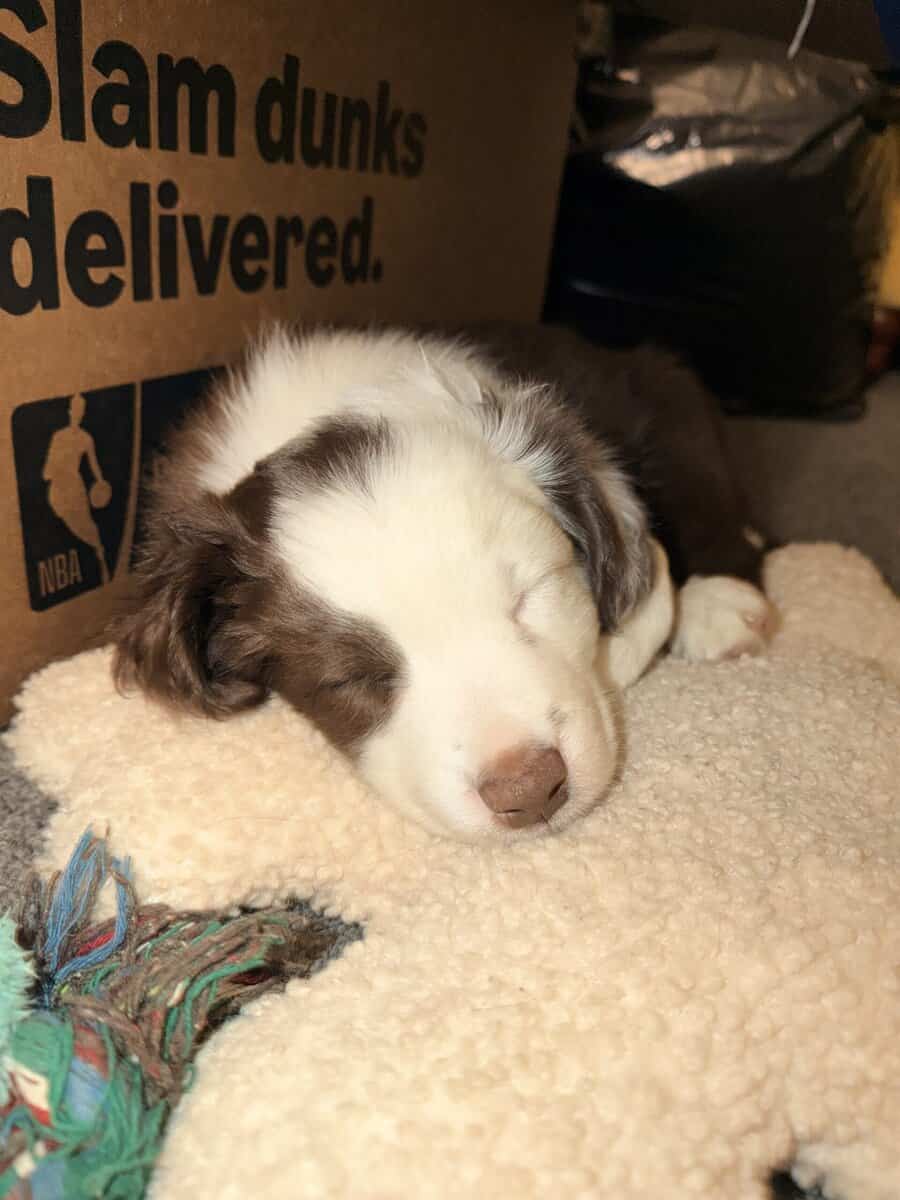 Border Collie Pups - READY NOW! image 8