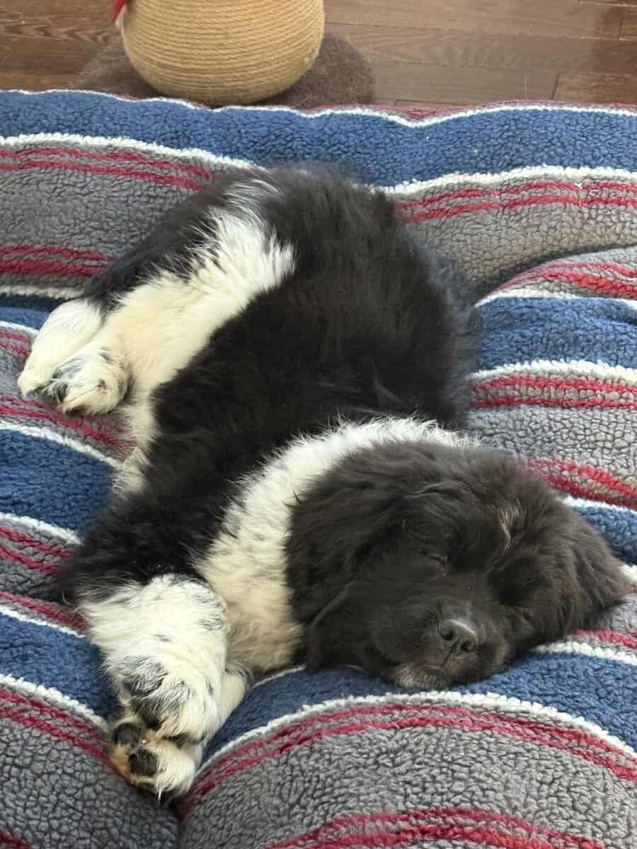 Female Newfoundland Puppy image 3