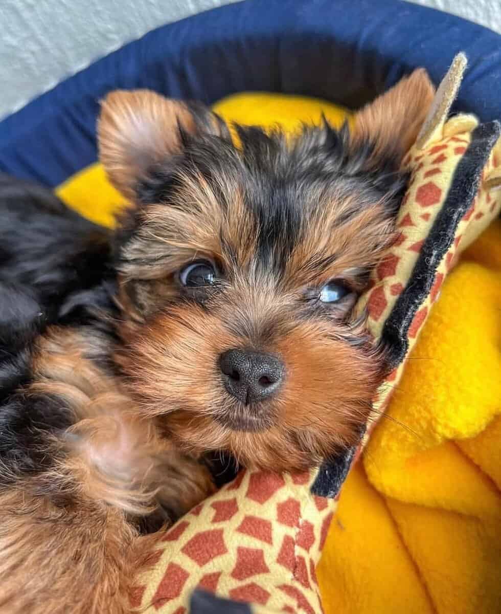 Yorkie Puppies ready image 1
