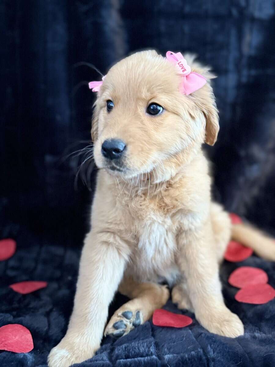 Golden Retriever Puppies image 3