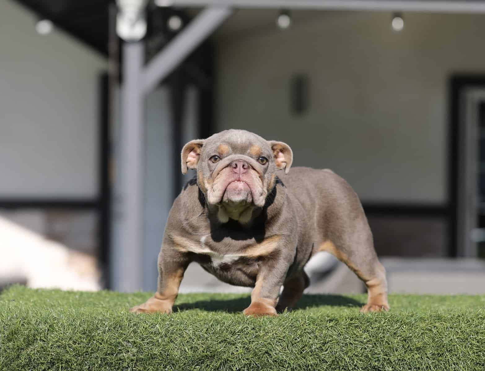 English Bulldog image 3