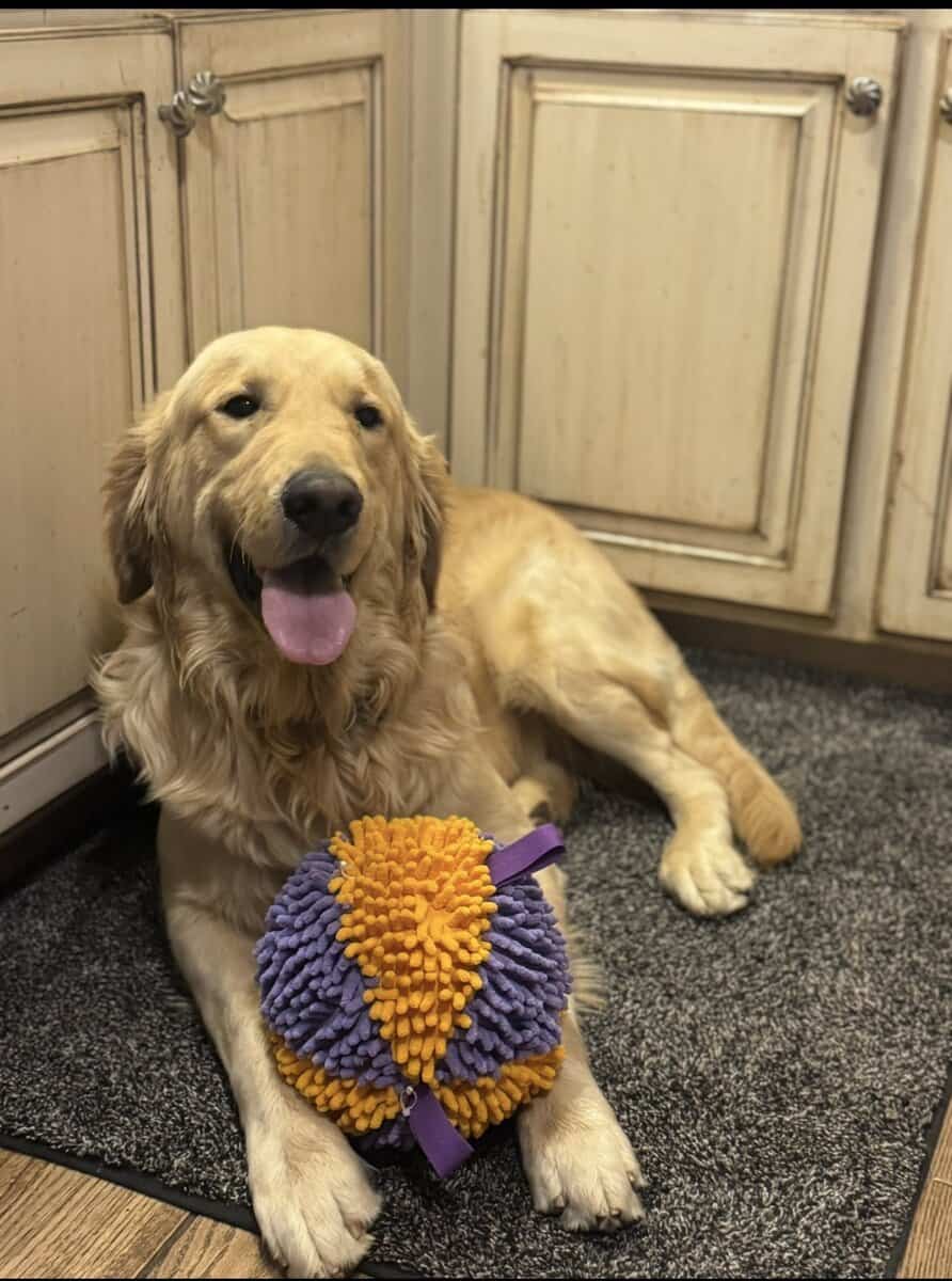 Golden Retriever Heartthrob ❤️ image 3