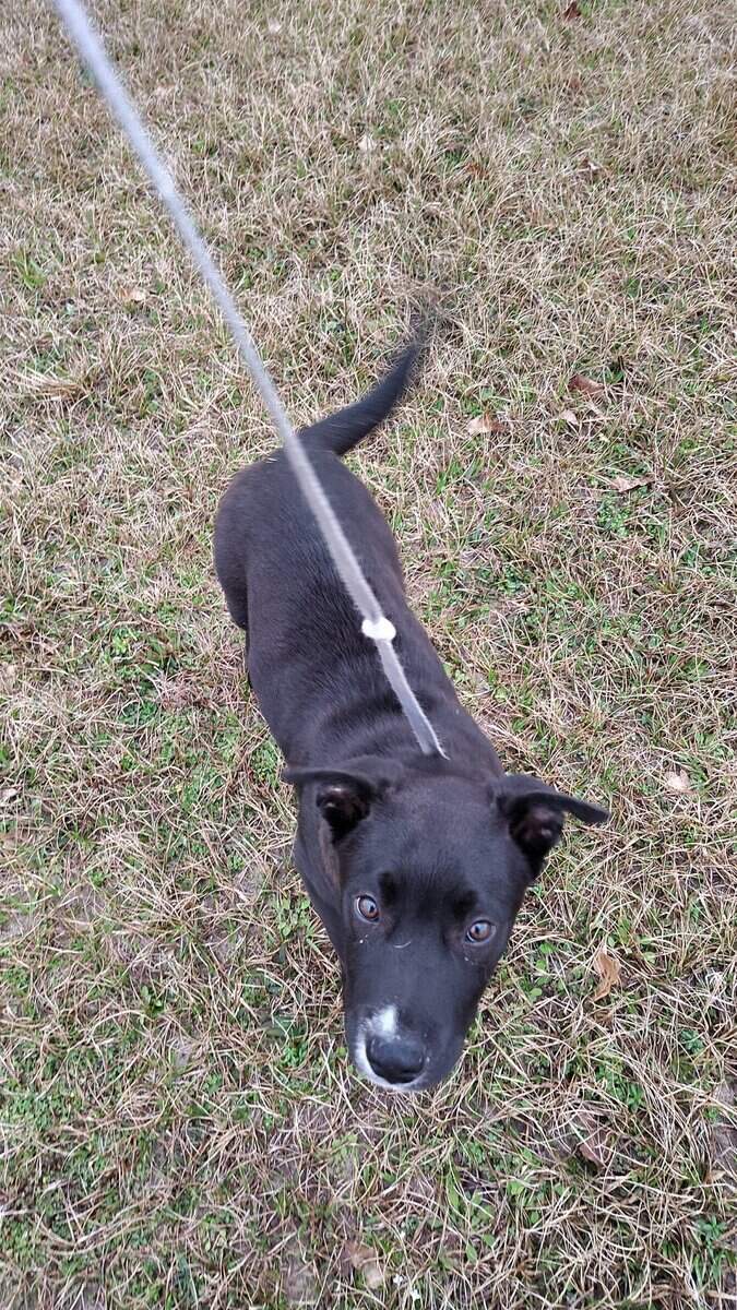 Male Lab Mix Puppy image 4