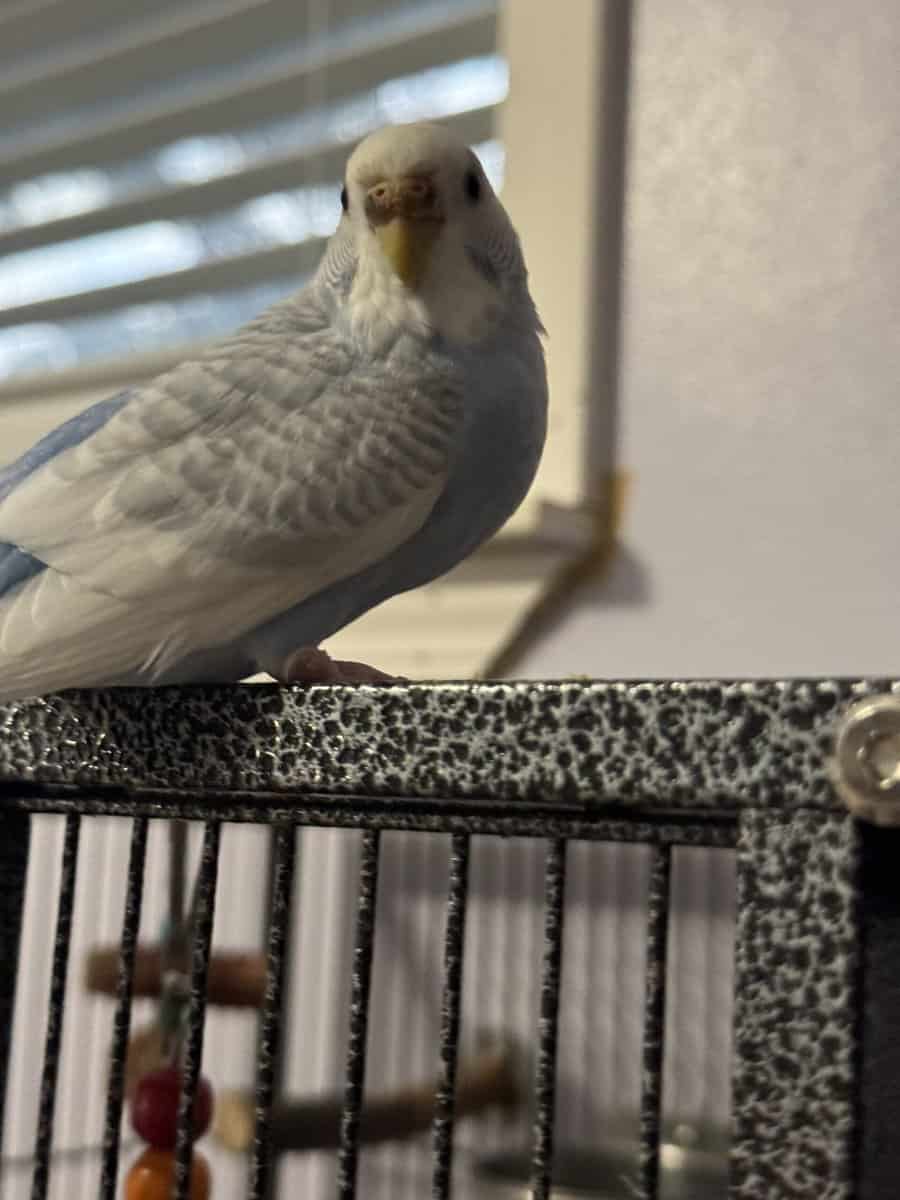 2 female Budgies. (With cage) image 3