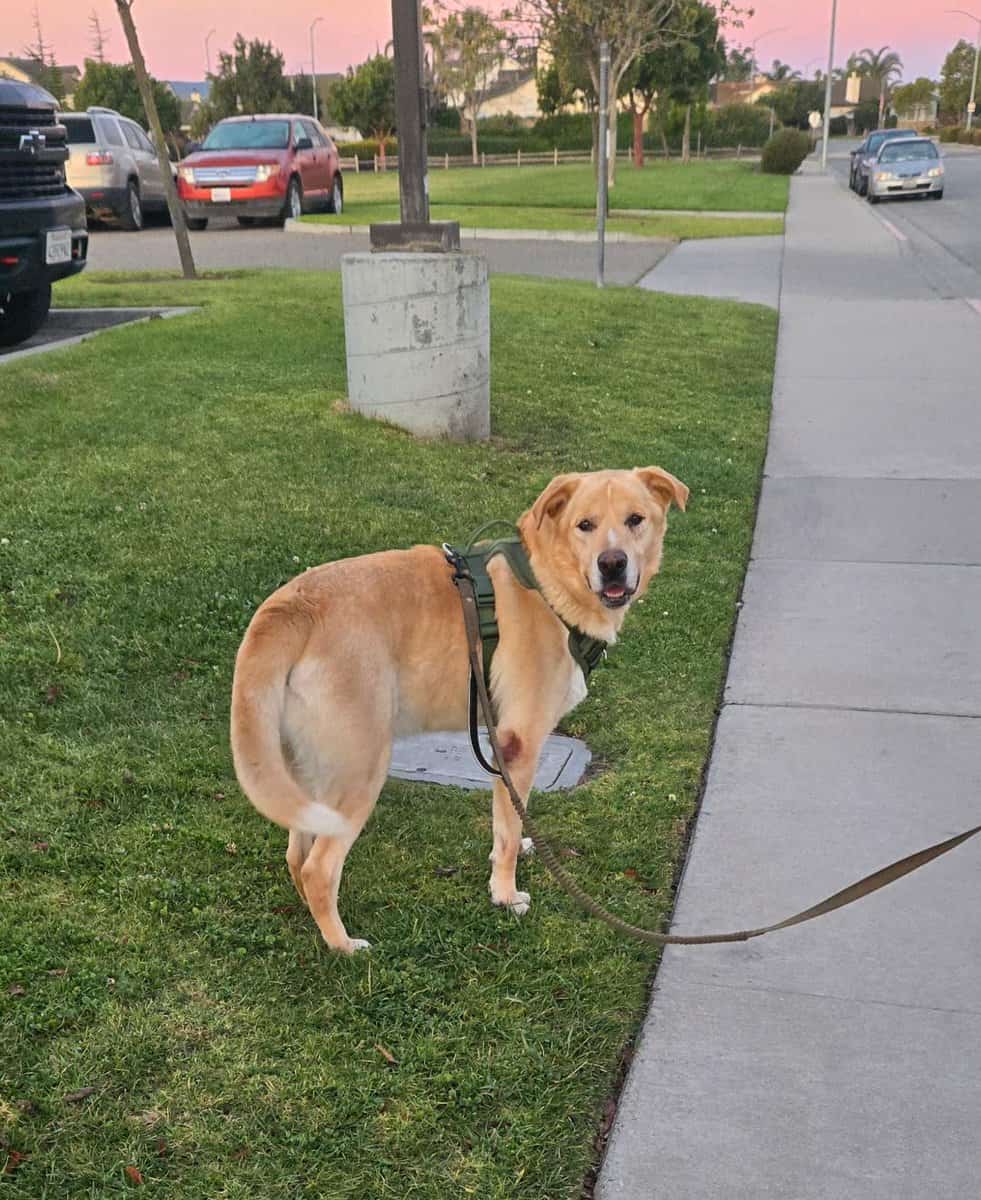 Rehoming 5 Year Old Lab Mix image 1