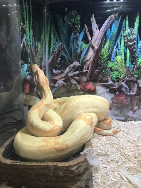 5 ft male Albino Boa Constrictor needs a new home image 3