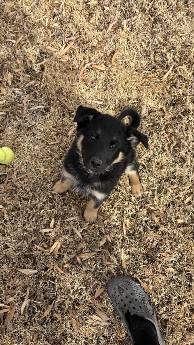 Belgium shepherd / husky mix image 5