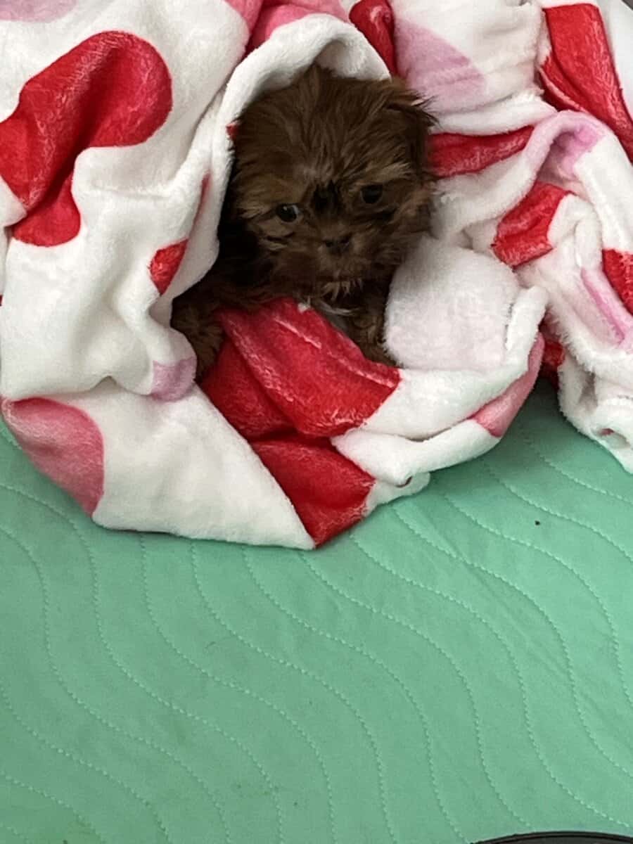 Shih Tzu image 3