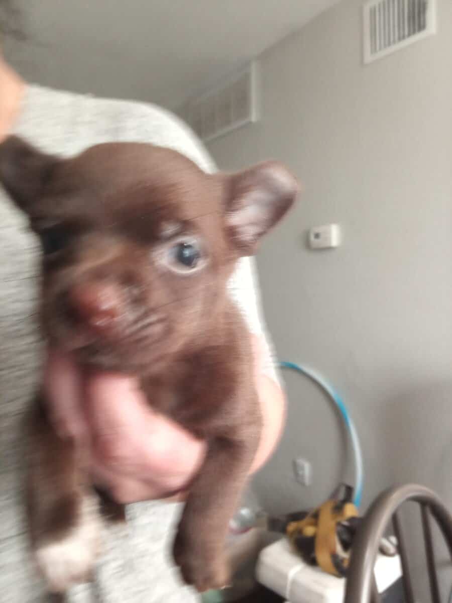 Beautiful Apple Head Chihuahua puppies two males 7 image 3